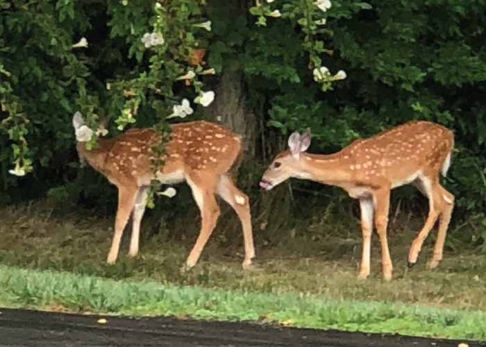 Deer arbors at mifflin
